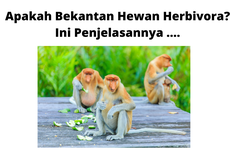 Apakah Bekantan Hewan Herbivora? Ini Penjelasannya ....