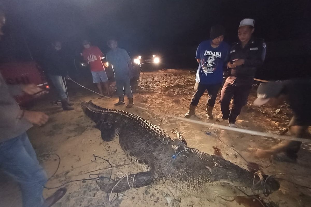 Buaya berukuran 4,5 meter yang diduga kuat menerkam warga hingga tewas akhirnya tertangkap pada Jumat (15/5/2020).
