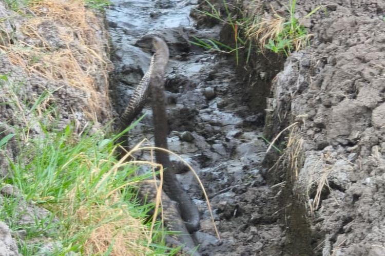Petani Temui Banyak Ular Kobra di Situbondo, Damkar Imbau Waspada