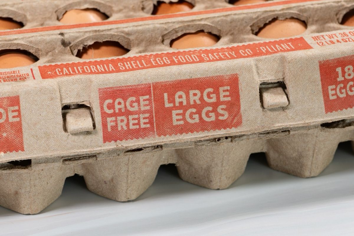 Telur Bebas Sangkar (Cage Free Eggs) saat ini sedang menjadi salah satu topik tren utama dalam isu keberlanjutan, kesejahteraan hewan, serta rantai pasok pangan bertanggung jawab global maupun nasional.