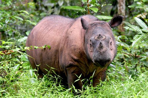 3 Alasan Mengapa Perlu Menjaga Populasi Badak Sumatera Asli Indonesia