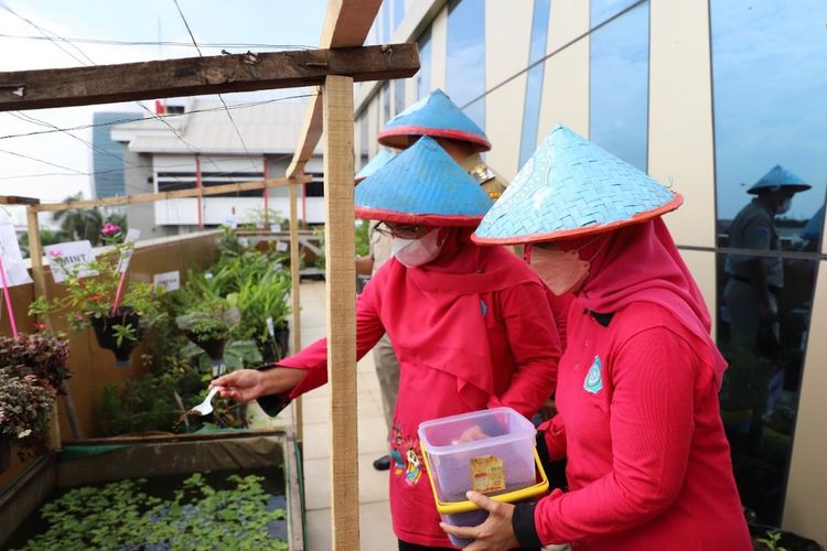 Rooftop di kantor Kecamatan Tanjung Priok, Jakarta Utara dimanfaatkan sebagai tempat urban farming yang ditanami beragam jenis tanaman sayur dan buah.