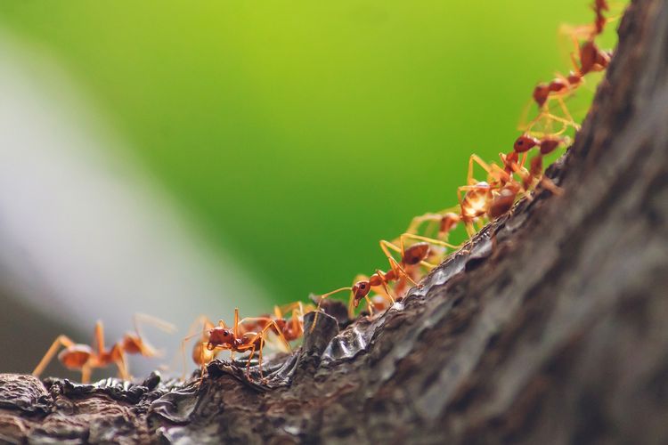 Semut yang berjalan berbaris mengikuti jejak kimia feromon 