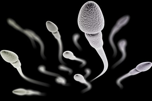 6 Kebiasaan untuk Menambah Jumlah Sperma, Termasuk Berhubungan Seks