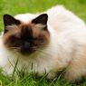 Bahaya Mewarnai Bulu Kucing Menurut Dokter Hewan