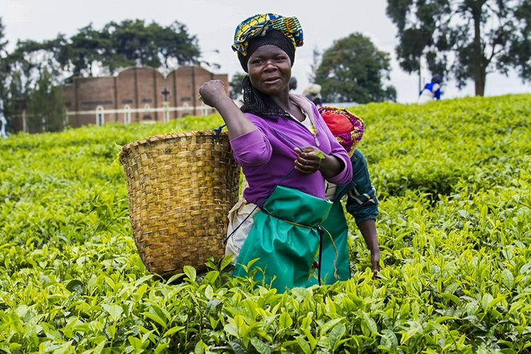 Seorang wanita Rwanda sedang memetik daun teh.