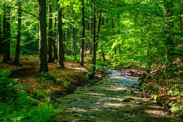 Satu-satunya hutan hujan di Serbia bernama Vinatovaca.