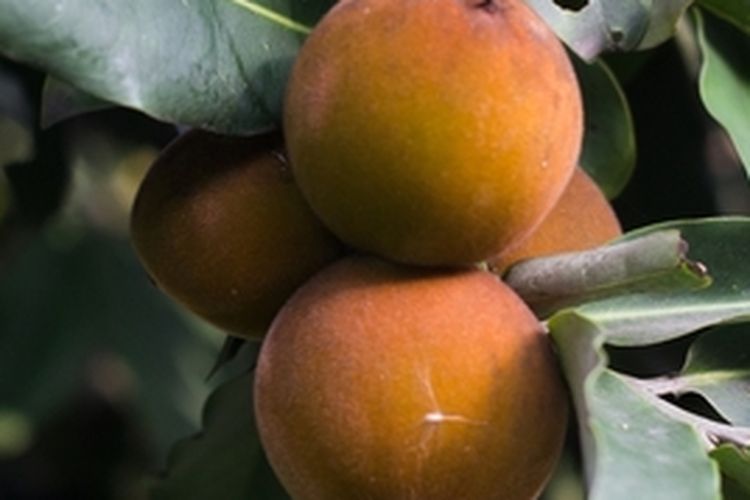 Ilustrasi buah bisbul atau buah mentega