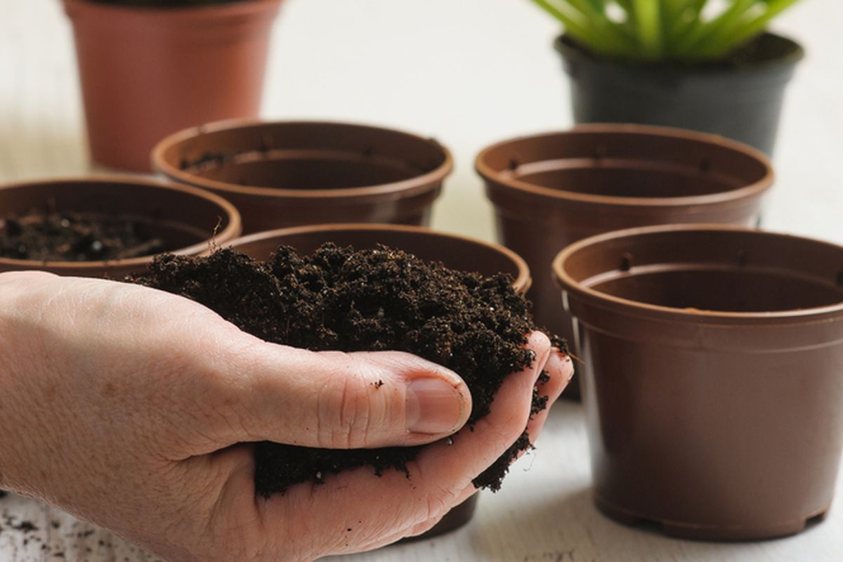 Ilustrasi media tanam tanaman hias. 