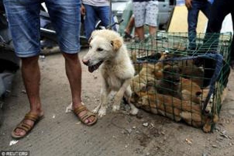 Seekor anjing yang dikeluarkan dari kerangkeng untuk diikutsertakan dalam festival memakan daging anjing di china