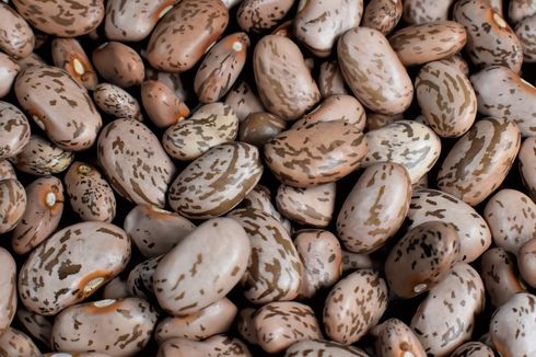 Mengenal Kacang Pinto, Sekilas Mirip Kacang Merah