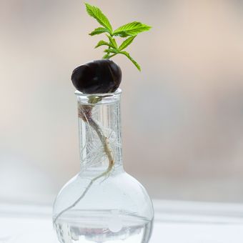 Anda bisa menumbuhkan peppermint, basil, dan daun bawang dalam media air di dalam botol.