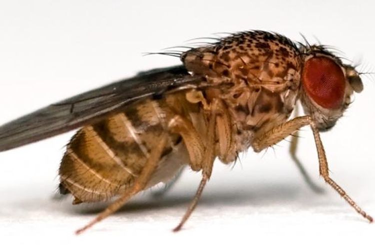 Lalat buah atau Drosophila