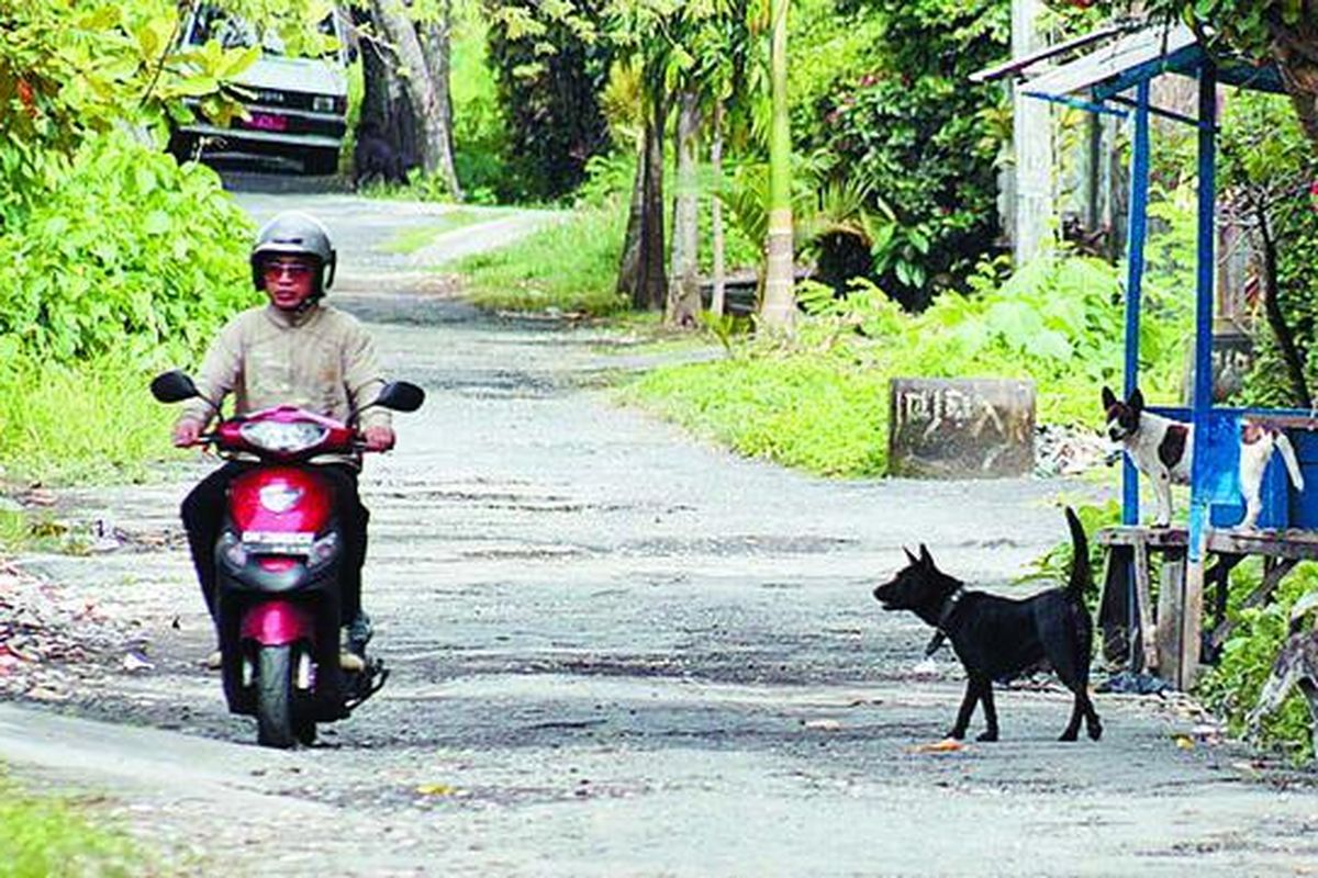 Anjing berkeliaran di salah satu jalan kampung di Denpasar, Bali, pertengahan Januari lalu. Sebagai hewan pembawa rabies, besarnya jumlah anjing menjadi tantangan tersendiri dalam penanggulangan rabies di Pulau Bali.  