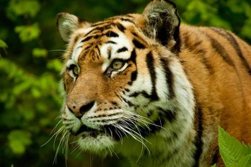 Perdagangan Ilegal Harimau dari Myanmar ke China Meningkat
