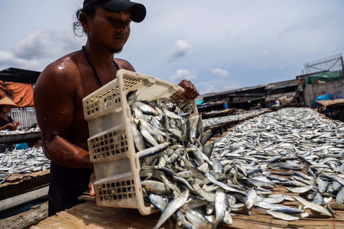 Pekerja menjemur ikan di pusat pengolahan ikan, Muara Angke, Jakarta Utara, Kamis (22/10/2020). Harga sejumlah komoditas ikan asin beranjak naik karena pasokan menurun dan ditambah datangnya musim hujan yang memperlama waktu penjemuran ikan.