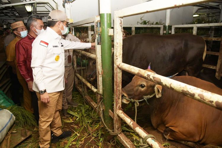 Penjabat Gubernur Gorontalo Hamka Hendra Noer saat melihat sapi yang akan dikirim ke Kota Tarakan Kalimantan Utara di Camara Nusantara 5 yang sandar di Pelabuhan Kwandang Gorontalo Utara.