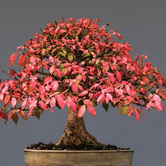 Ilustrasi tanaman bonsai, pohon bonsai. 