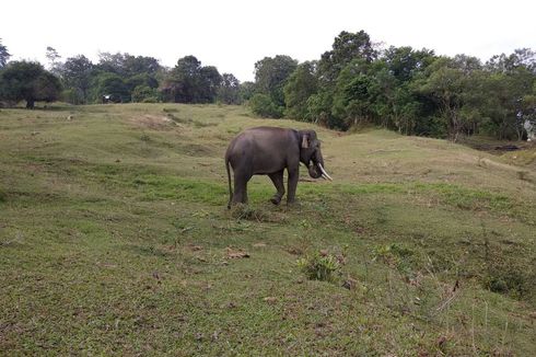 Setop Pembunuhan Gajah, Tindak Kejahatan Terhadap Satwa