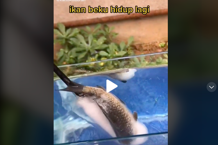 Video viral ikan beku hidup lagi