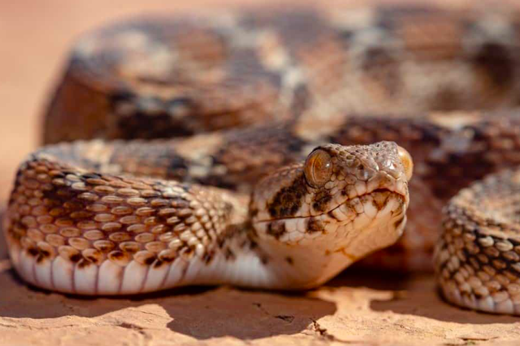 Saw-scale viper, ular paling agresif di dunia