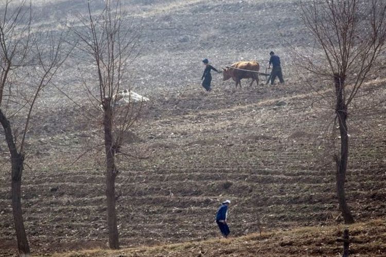 Petani Korea Utara bekerja di ladang.