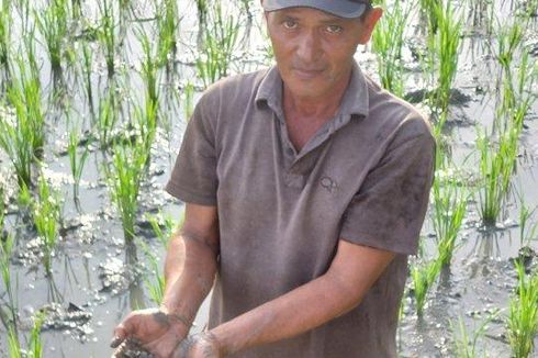 300 Hektar Sawah di Pidie Aceh Diserang Hama Keong, Petani Kewalahan