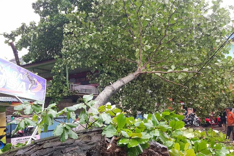 Pohon tumbang menimpa sejumlah sepeda motor di Jalan Sutoyo S, Banjarmasin, Kalsel, setelah di terjang angin kencang, Minggu (9/2/2020).