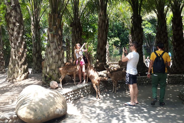 Wisatawan berfoto dengan Rusa di Bali Zoo, Rabu (29/1/2020).