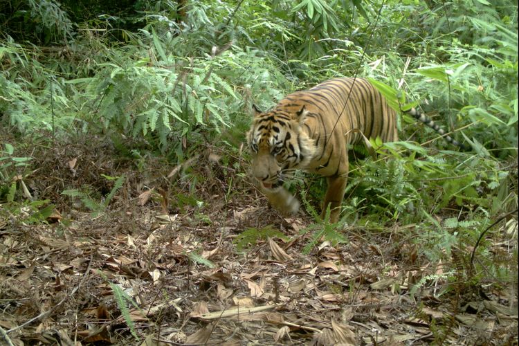 Seekor harimau tertangkap kamera perangkap yang terletak di dalam Hutan Harapan pada medio 2012.