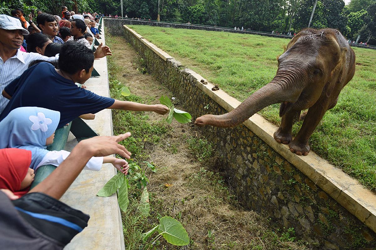 Seorang wisatawan memberi pakan daun kepada seekor gajah sumatra (Elephas maximus sumatranus) di Taman Margasatwa Ragunan (TMR), Jakarta Selatan, Kamis (6/6/2019). Pengelola kebun binatang tersebut memprediksi jumlah pengunjung selama masa libur Lebaran 2019 mencapai 50.000-70.000 wisatawan setiap hari.