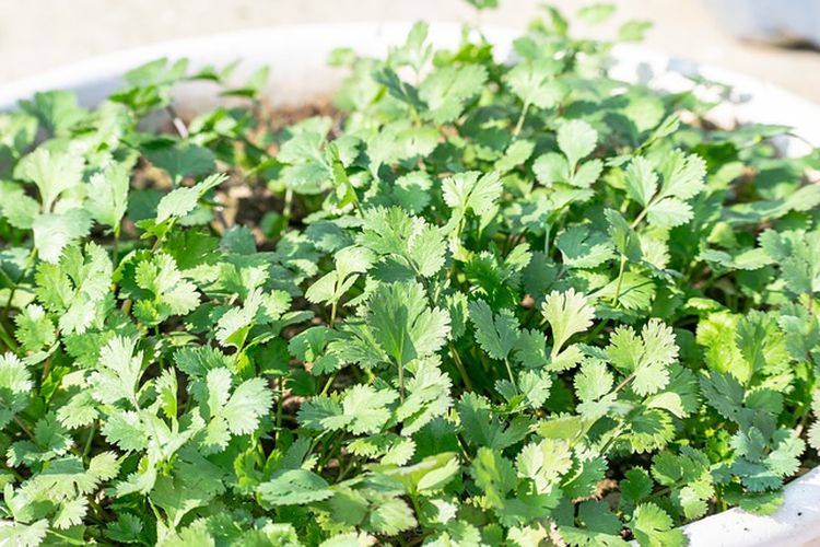 Ilustrasi tanaman ketumbar dalam pot