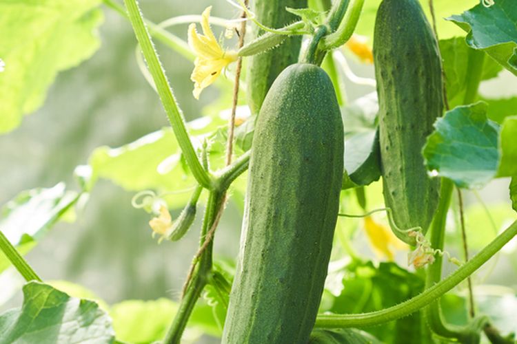 Ilustrasi mentimun, menanam mentimun. 