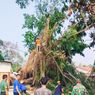 Jalan Rangkasbitung-Bogor Tak Bisa Dilalui karena Pohon Tumbang
