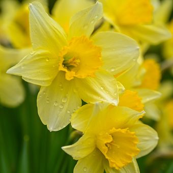 Ilustrasi bunga bakung atau daffodil. 