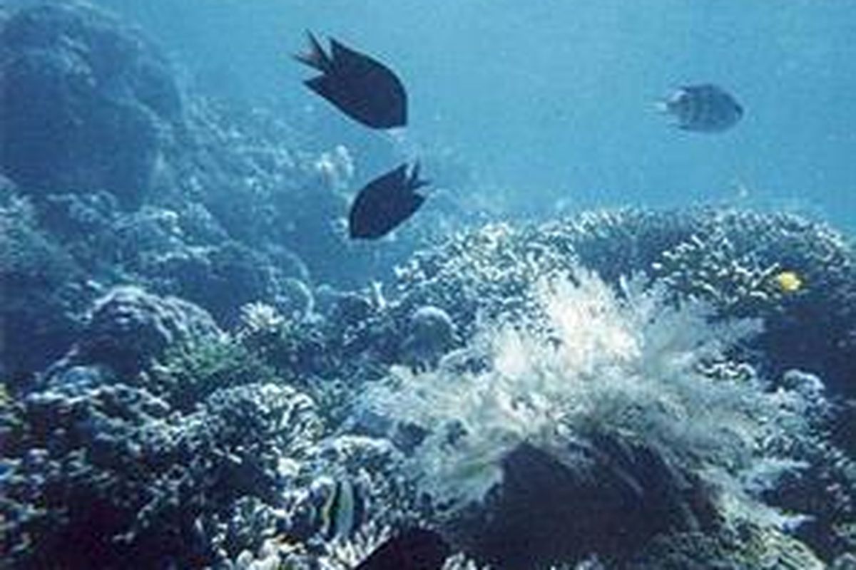 Pemandangan bawah laut Bunaken, Sulawesi Utara, benar- benar menarik. Berada di kedalaman laut, berbaur dengan terumbu karang dan ikan warna-warni, menimbulkan sensasi yang sulit dibayangkan.