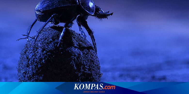 Polusi Cahaya Bikin Hewan Disorientasi Arah