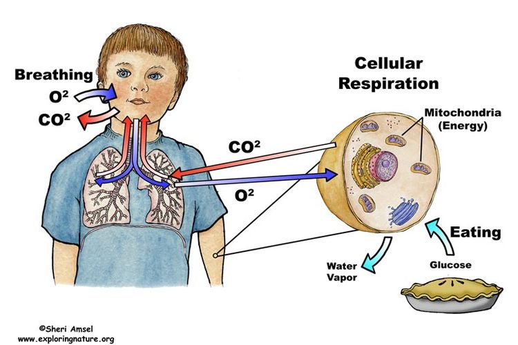Ilustrasi respirasi