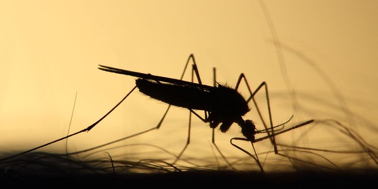 Cara mengusir nyamuk dengan mudah dan cepat
