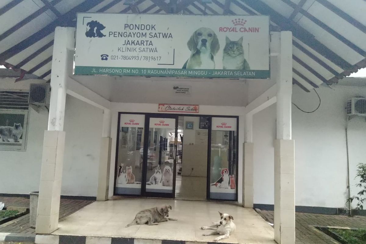 Dua anjing di sedang bersantai di depan pintu masuk Pondok Pengayom Satwa 