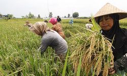 Gagal Panen, Petani di Karawang Tak Merugi Berkat Asuransi Pertanian 