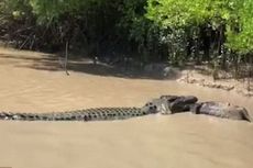 Berebut Bangkai Babi, Dua Buaya Besar Bertarung di Sungai