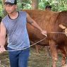 Harga Sapi Kurban di Sukoharjo Naik Hingga Rp 2 Juta Jelang Idul Adha 2026