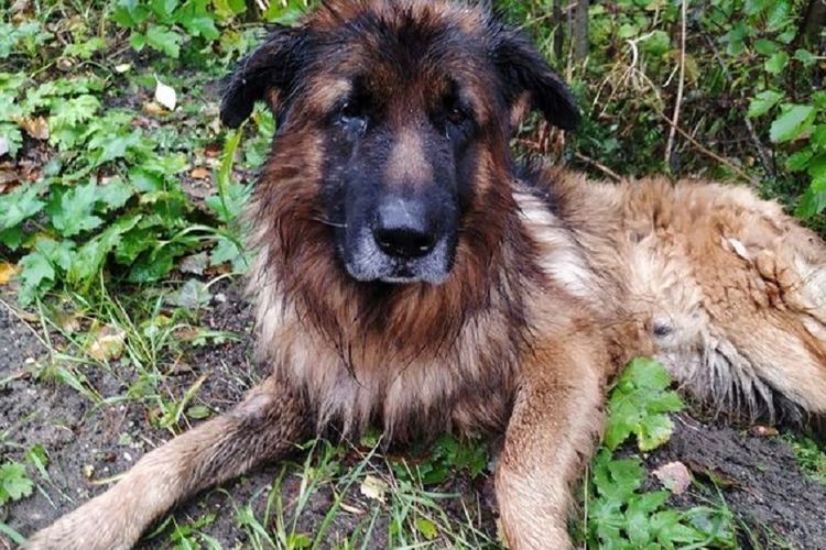Kiryusha, anjing jenis German Shepher yang sengaja dikubur hidup-hidup oleh pemiliknya. Dia dilaporkan berhasil keluar dari kuburannya sendiri dan meminta pertolongan di jalan raya, sebelum diselamatkan dalam keadaan basah kuyup dan kelaparan.