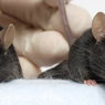 Tips Ampuh Cegah Tikus Masuk ke Ruang Mesin Mobil