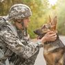 Asal Usul Anjing Militer dan Ragam Tugas yang Dilakukan