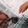 Kasus Pencurian Celana Dalam di Cianjur, Ini Kata Polisi
