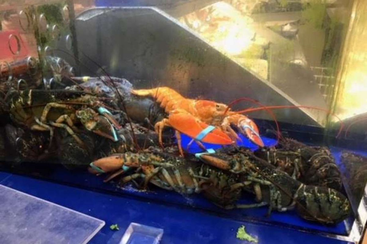 Lobster oranye langka ditemukan di dalam peti tumpukan lobster sebuah swalayan di Amerika Serikat.