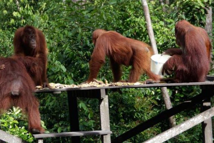 Orangutan di Taman Nasional Tanjung Puting, Kalimantan Tengah.