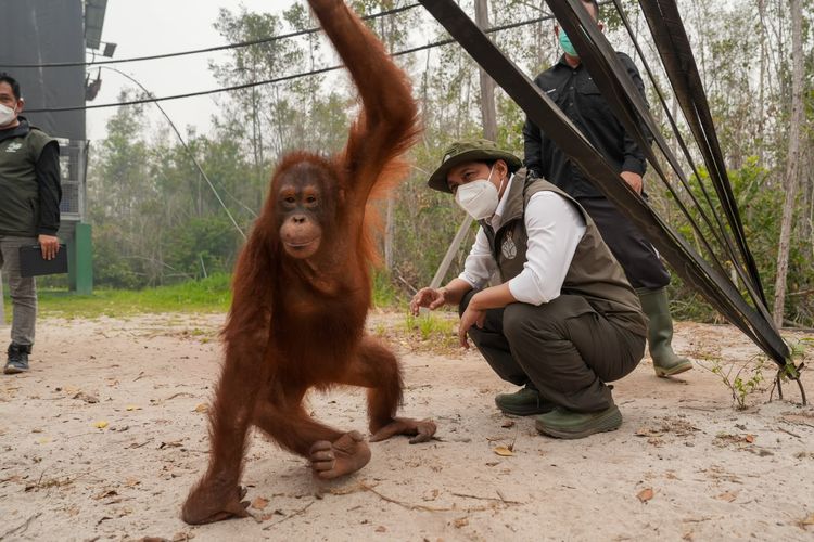 Menhut Siapkan Oksigen dan Nebulizer untuk Lindungi Orangutan dari Asap Karhutla